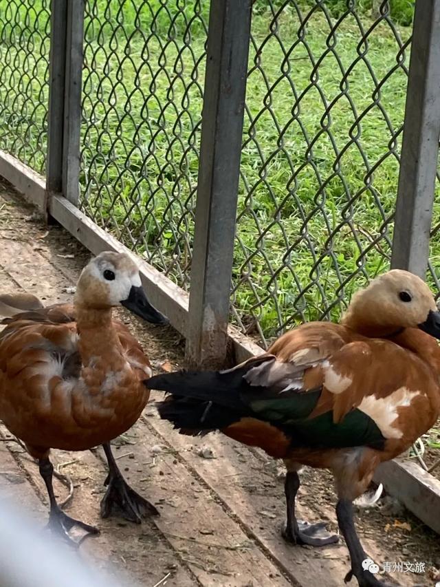 一直不知道，青州这里竟有上百种动物！