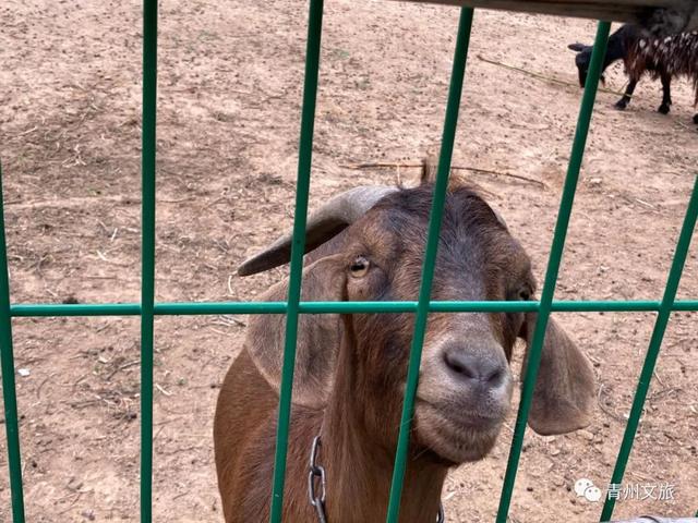 一直不知道，青州这里竟有上百种动物！