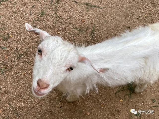 一直不知道，青州这里竟有上百种动物！