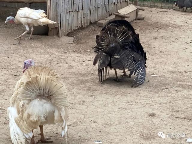 一直不知道，青州这里竟有上百种动物！