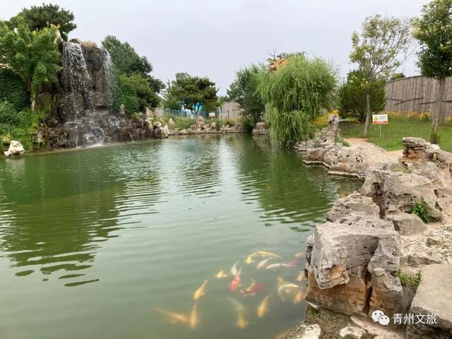 一直不知道，青州这里竟有上百种动物！