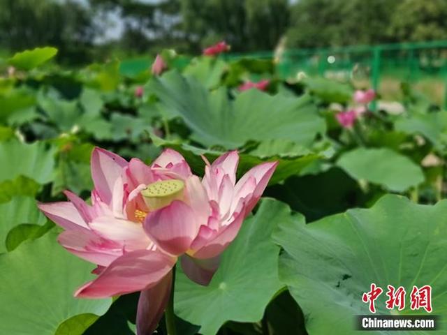 二代|圆明园古莲二代绽放 正在盛开的荷花随处可见