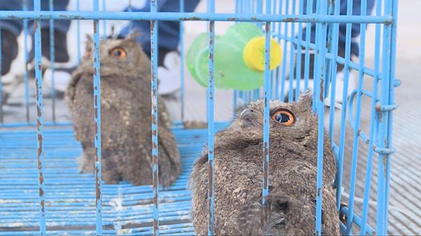 潍坊青州：两只国家二级保护动物重回大自然