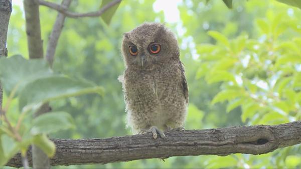潍坊青州：两只国家二级保护动物重回大自然