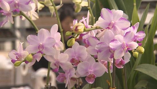 潍坊青州市：立足花卉产业优势 实现乡村振兴新突破