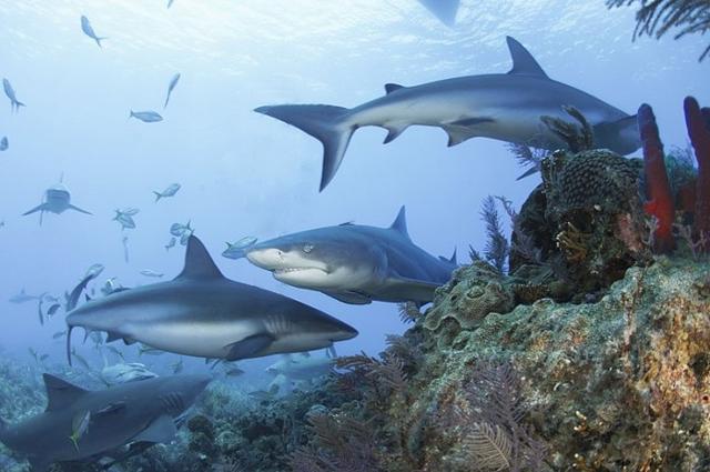 研究发现：全球20%珊瑚礁中的鲨鱼已经 "功能性灭绝"