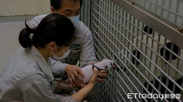 快讯／猫熊母女重逢！　二宝妹太重圆圆紧抱「三脚走路」怕摔着