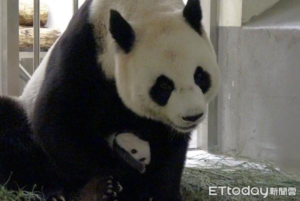 快讯／猫熊母女重逢！　二宝妹太重圆圆紧抱「三脚走路」怕摔着