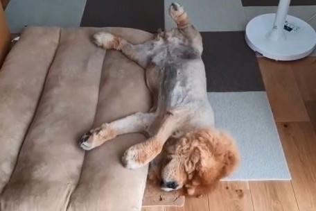 养6年第一次睡到脚开！大宝宝累到掉下床　网笑：我以为是狮子