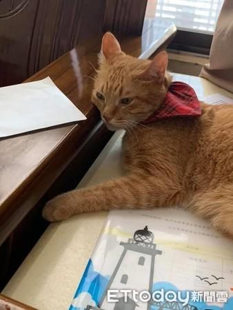 阿爸走后...猫孩静坐灵照旁陪伴！　头七狂喵急