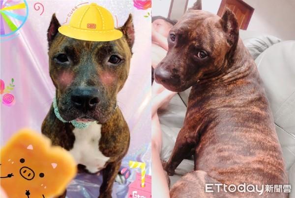 家里有肉不吃“结实汪”专啃顶楼地瓜叶　妈笑翻：你是牛吗？