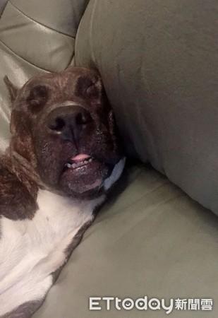 家里有肉不吃“结实汪”专啃顶楼地瓜叶　妈笑翻：你是牛吗？