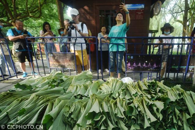 杭州西湖荷叶莲蓬开卖 市民游客排队抢购 网文选读 第2张