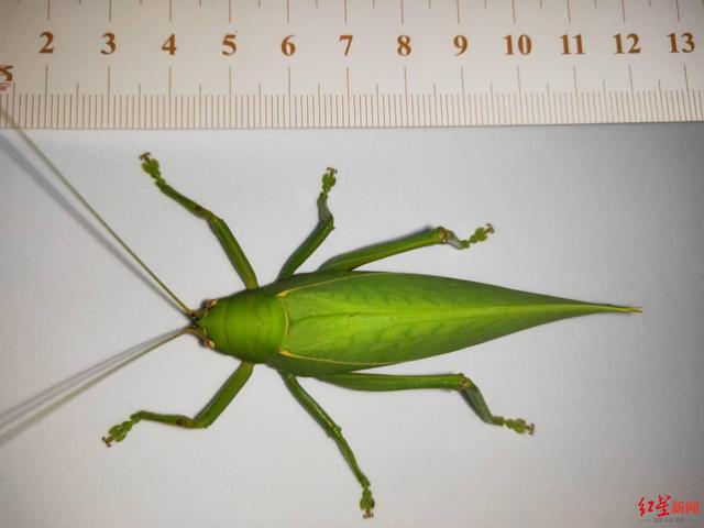 四川|青城山发现四川最大蝈蝈 刷新四川最大螽斯的记录