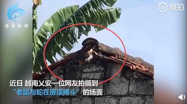 越南一老鼠与蛇搏斗救下幼崽，网友：虽然是四害，但谁的孩子谁去爱