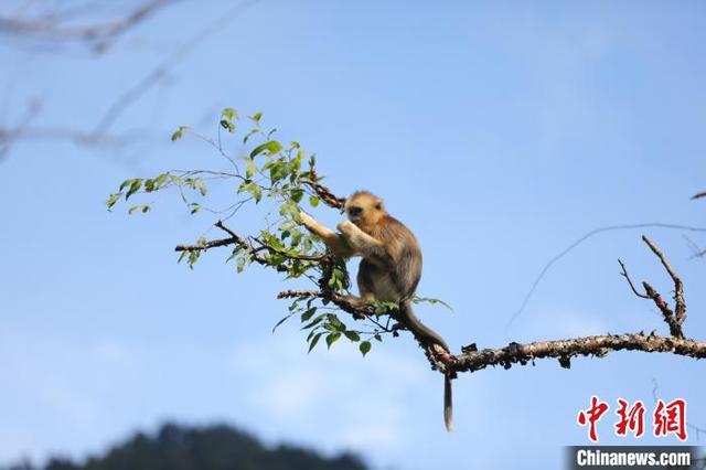 神农架金丝猴再添新丁 猴宝宝呆萌可爱（图）