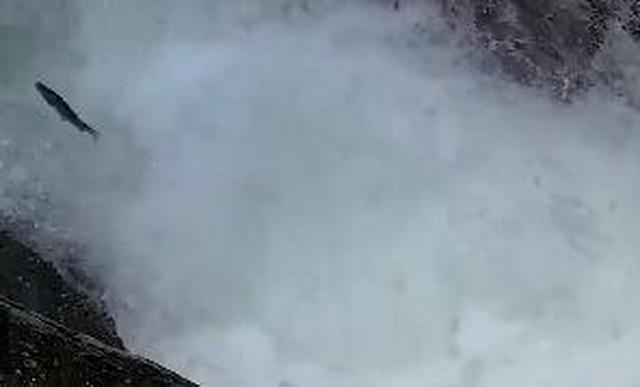 现实|景区上演现实版鱼跃龙门 吸引大波摄影爱好者前来拍照