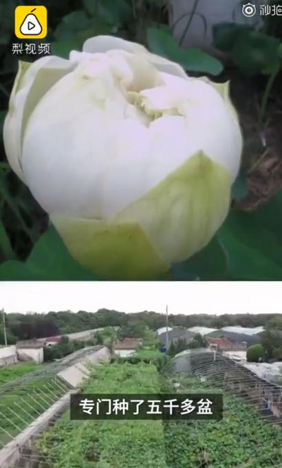 女友|小伙三年为女友种出半亩荷塘 网友：浪漫这才是塘主