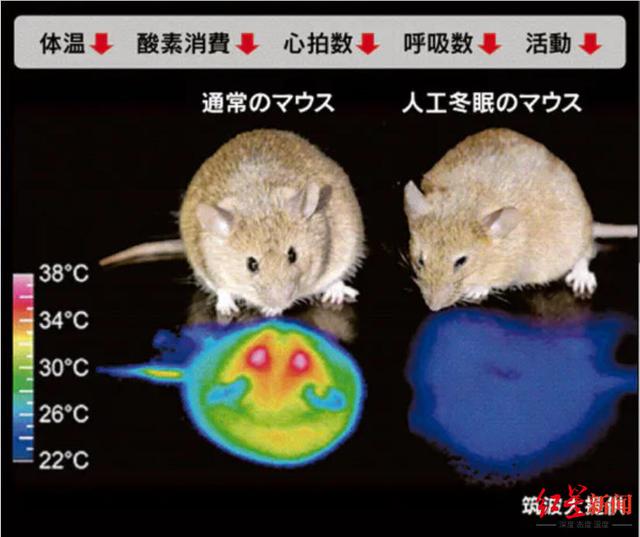 人类或许也能冬眠？科学家在小鼠身上发现“睡眠开关”