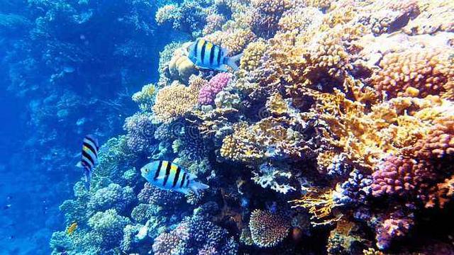 中国3千亿填海项目被叫停，女博士一招变废为宝，省下一大笔钱