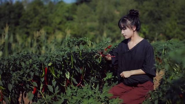 李子柒在海外发布泡菜和端午节粽子视频惨遭举