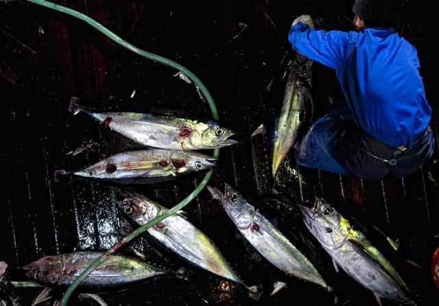 全球遭遇大规模“被动禁渔”，中国更是首次自主公海禁渔