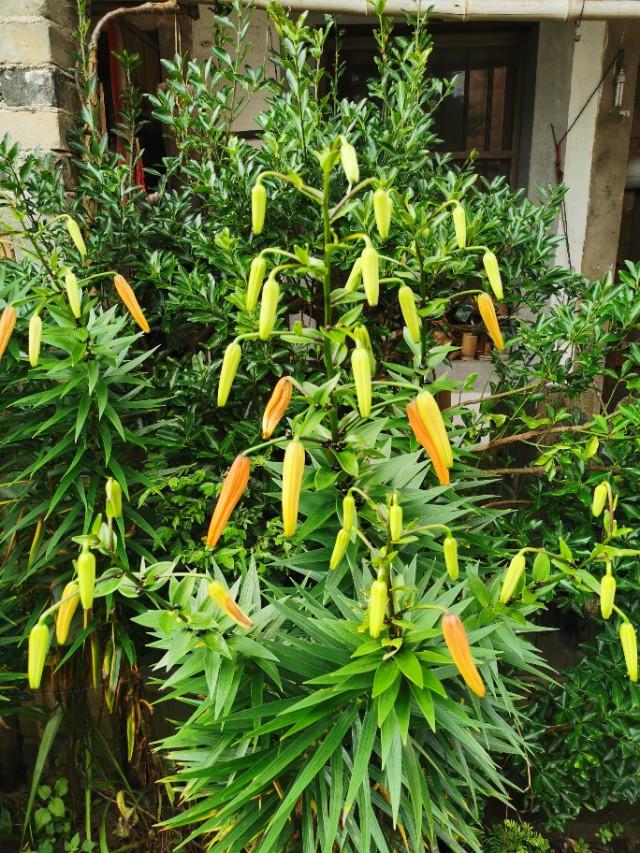 �𷨸��� �� ���ٴ�ʦ�����ֵߵ�