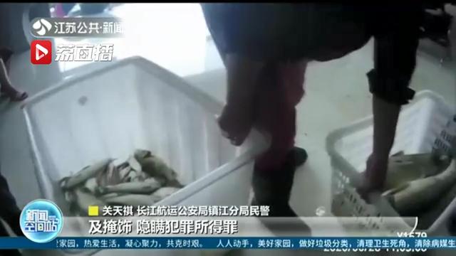 一“捕销收”非法捕捞团伙被摧毁，7人被罚生态修复：33万尾花鲢鱼苗放流长江