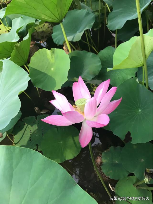 是日荷香——即心即荷非心非荷