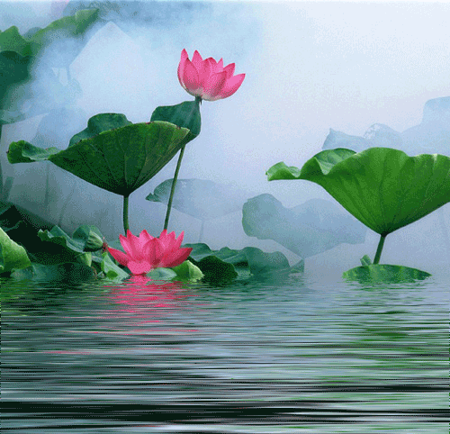 “青荷盖绿水，芙蓉披红鲜”，带你拥抱溪池一夏天的风~
