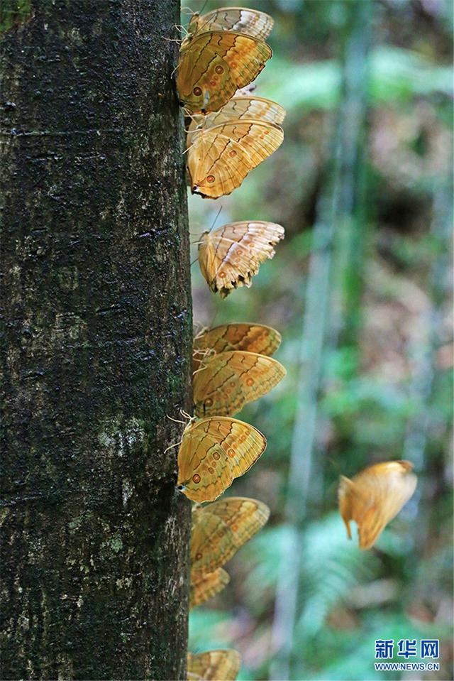 云南金平蝴蝶谷：上亿蝴蝶破茧成蝶 翩翩起舞宛