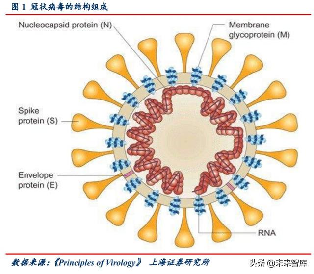 新冠疫苗专题报告：灭活苗进度领跑全球，重组蛋白苗潜力较大