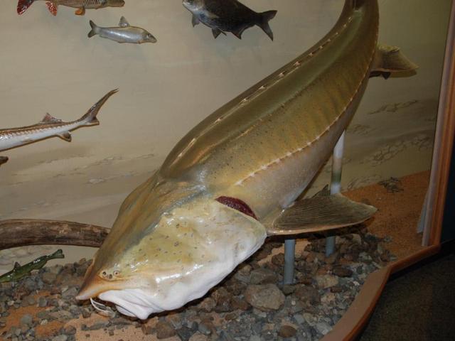 这鱼进化了亿年以上，是公认的最大淡水鱼，没有天敌却败给了吃货
