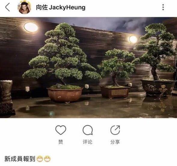 松口|向太升级为“向奶”！松口官宣郭碧婷怀孕喜讯 挑选时间很用心