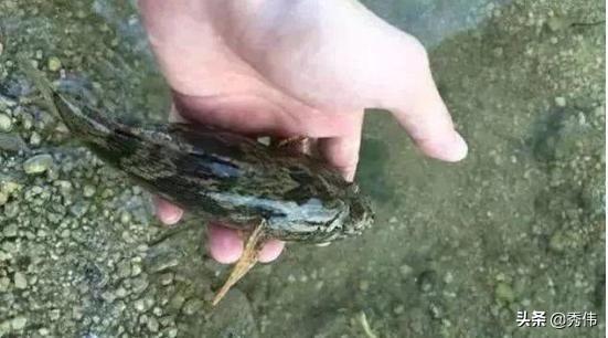 这鱼总是被认错，实为入侵生物，因肉质美味，