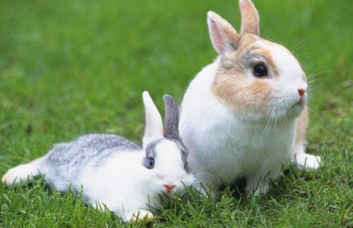 澳洲被近百亿只兔子折腾了几十年，那么靠国人足以把它们吃绝种吗