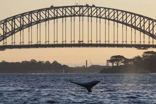来了！4万多头座头鲸浩浩荡荡逼近悉尼港！气势
