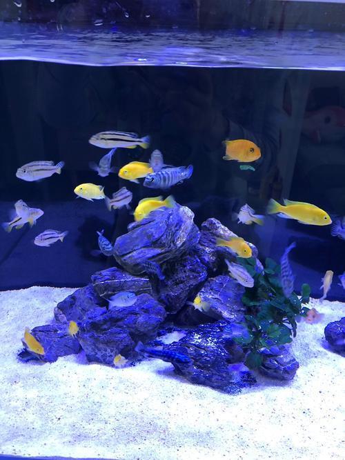 慈鲷品种名称图片