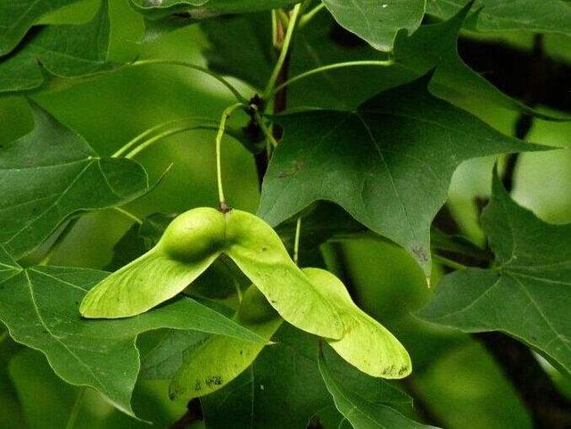 植物传播种子的办法有哪些植物,特别植物的传播方式?"