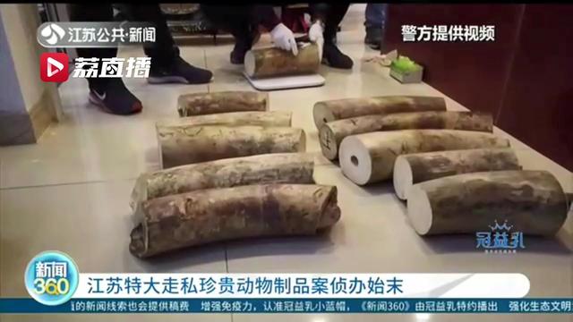 江苏特大走私珍贵动物制品案宣判！被告人走私563公斤象牙被判刑11年6个月