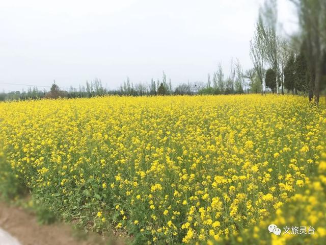 相约灵台旅游示范村！