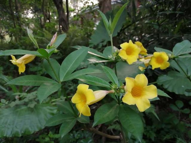 夏天来了，到南宁市里的这个天然氧吧，走花路