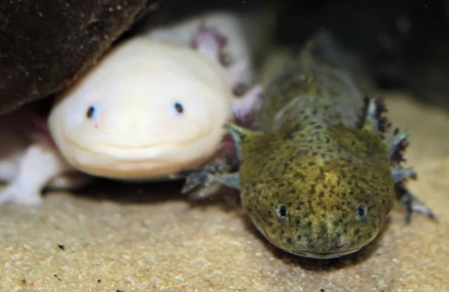 物种百科：美西钝口螈