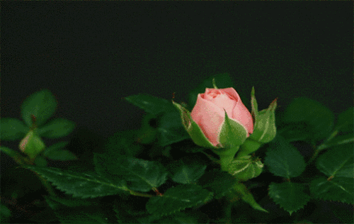 �������ˣ���Ҫ�úɶ��ɳ�Ϊ��ĸ�����