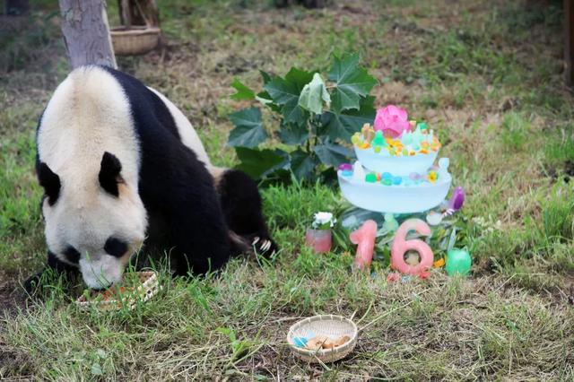 临沂动植物园为大熊猫融融和银柯举办生日会