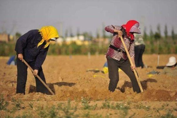 毛乌素沙漠80%变绿洲：60年坚持给沙漠\"织毛