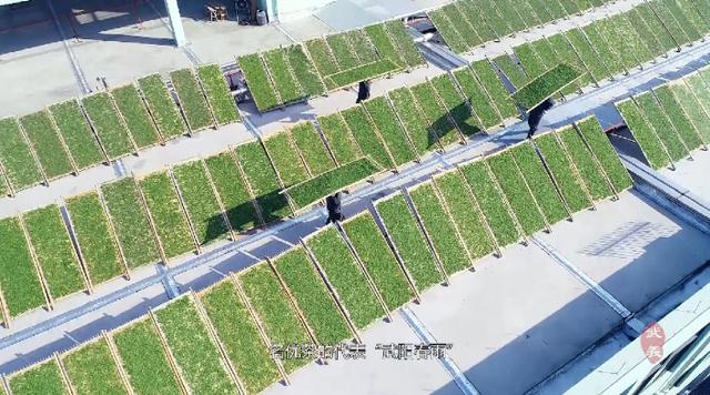“武阳春雨”飘香“国际茶日”武义县长喊你来