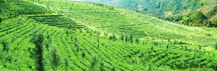 巴马地区的人常年食用这种油，百岁老人到处都是