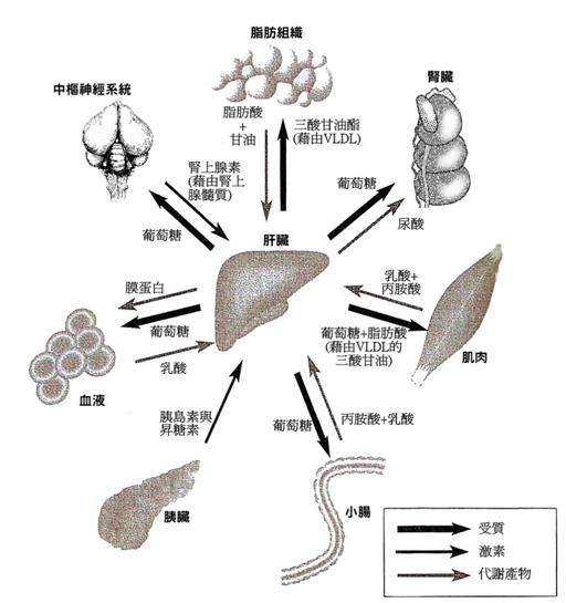 肝脏的位置和四大重要功能