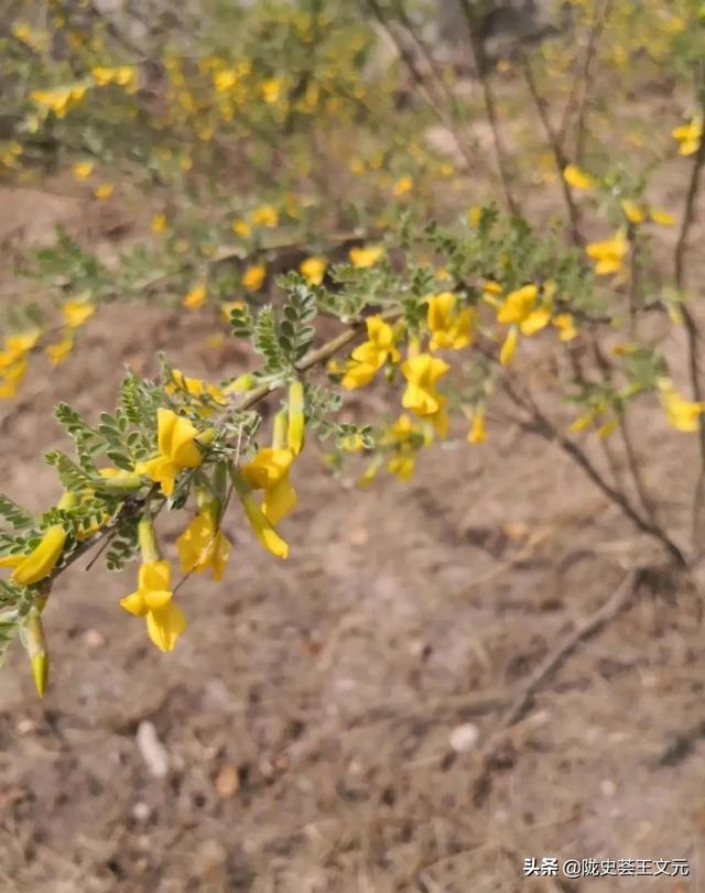 风帆时代，东方的植物是如何漂洋过海，​运到英国植物园的？